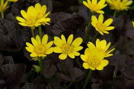 Image result for Whitfieldia brazzae