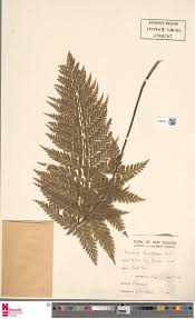 Image result for Asplenium loxoscaphoides