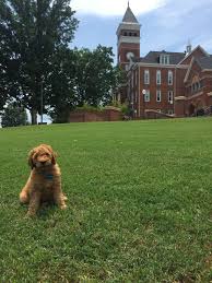 Ckc goldendoodle puppies for sale. Miniature Goldendoodle Puppies Wisconsin