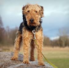 Image result for velšteriér