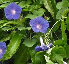 Image result for Ipomoea parasitica