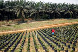 Malaysias Palm Oil Futures Dominance Challenged By Upstart