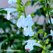 Image result for Salvia coccinea