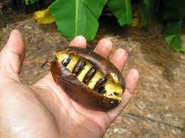 Paw paw paw was a peaceful and prosperous kingdom until one fateful day, when the king had decided to enforce everyone to wear pants. Paw Paw So Easy To Grow So Delicious Just Fruits And Exotics