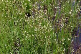 Image result for Leersia