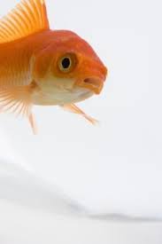 What Is The Average Life Span Of A Goldfish With Proper Care Goldfish Goldfish Pond Goldfish Plant