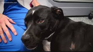 Don't panic if you find a lump. How To Find Cancer As Tiny As A Bb On Your Dog Firstcoastnews Com