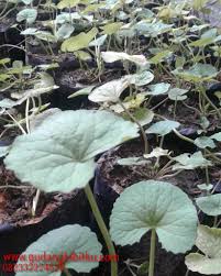 300 x 226 · 83 kb · jpeg, jual tanaman pohon pucuk merah di jakarta hub. Jual Bibit Tanaman Pegagan 082332224620 Gudang Bibitku