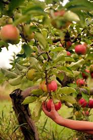 Maybe you would like to learn more about one of these? Try A New Variety Of Apple This Year Edible Michiana