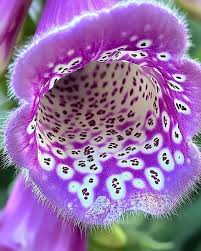 Image result for Digitalis purpurea alba/ red spots