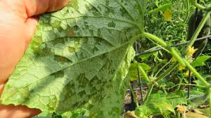 Image result for thrips damage on cucumber