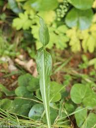 Image result for Pseudopodospermum hispanicum