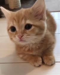 Ahhh So Cute Ignore If You Can Cute Kittens Video In 2020 Kittens Cutest Cute Baby Animals Cute Cats And Kittens