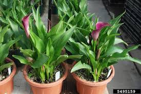 Image result for Zantedeschia aethiopica