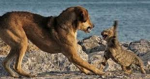 Cat Attacks Dog Cat Attacks Dog Attacking Kid Cat Attacks Dog Attacking Boy Cat Vs Dog Funny Dog Pictures Dog Cat