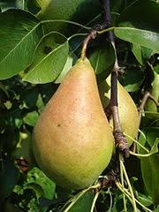 Da äpfel sehr lagerungsfähig sind, können sie bis ins frühjahr hinein verzehrt werden. Liste Von Birnensorten Wikipedia