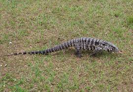 Black And White Lizard In Georgia Wec295 Uw340 Florida Invader Tegu Lizard Tegu Lizard Tegu Invasive Species