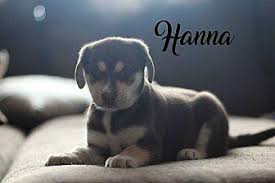 Maybe you would like to learn more about one of these? Hanna Golden Retriever Puppy Female For Sale In Sidney Nebraska Classified Americanlisted Com