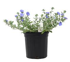 Image result for Evolvulus