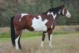 Paint Black And Brown Horse Pin On Equine Paint Pinto And Appaloosa