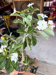 Image result for Pachypodium saundersii