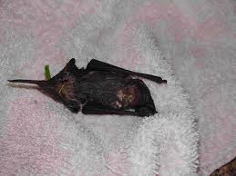 These tiny, wingless parasites feed on the blood of mammals and are most commonly found on those covered in fur, such as dogs, cats, and some. My Dog Had A Bat In Her Mouth Bat Was Still Moving When My Dog Dropped It I Did Not See Any Blood Or Puncture Wounds On The Bat Or My