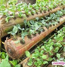 Tanam kangkung untuk praktikum sayuran. Cara Menanam Sayuran Hidroponik Dengan Media Batang Pisang Cara Murah Meriah
