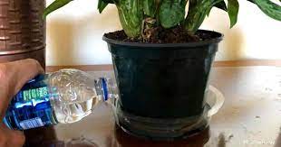 Bottom Watering Plants How To Water Potted Plants From Below Water Plants House Plant Care Plant Care Today