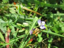 Image result for Polygala sphenoptera