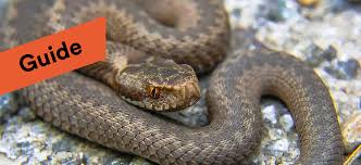 Huggorm er en giftig slange. Huggormar Guide Till Hur Du Slipper Huggormar
