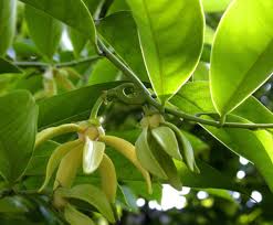 Image result for Artabotrys hexapetalus