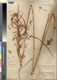 Image result for Hyparrhenia nyassae