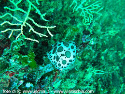 Risultati immagini per parco regno di nettuno