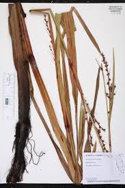 Image result for Sporobolus agrostoides