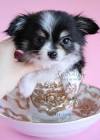 Cheap Chihuahua Puppies For Sale