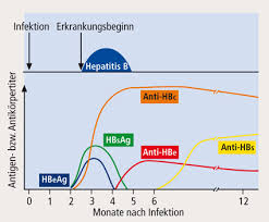 Hepatitis b virus (hbv) and hepatitis c virus (hcv) infections in health care workers (hcws): Hepatitis B Virus Infektion Fokus Auf Die Viruslast Richten