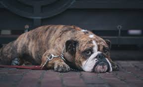 We did not find results for: Why Is My Dog Crying Canna Pet