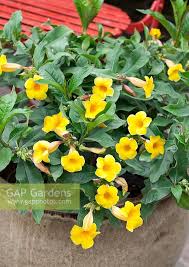 Image result for Allamanda schottii