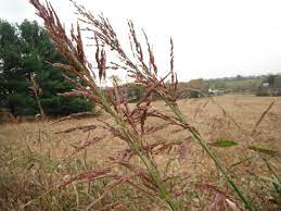 Planta Toxica Sorghum Halepense Sorgo Johnson Grass Toxic Plant Plants Bbg Sorghum