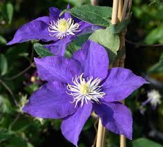 Check spelling or type a new query. Clematis Viticella Kingfisher Full Sun To Part Shade Height 6 8 Feet Zones 4 9 Pruning Group 2 Bahce