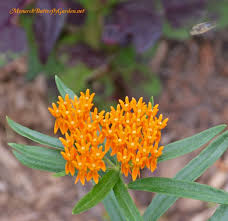 Fall Planting Butterfly Plants For Next Season S Monarchs Butterfly Plants Fall Plants Plants