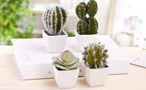 Cactus body milk 500 ml. Amazon Com Mygift 5 Inch Mini Assorted Artificial Cactus Plants Faux Cacti Assortment In Square White Pots Set Of 4 Furniture Decor