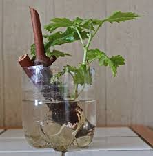 Epingle Sur Carre Potager