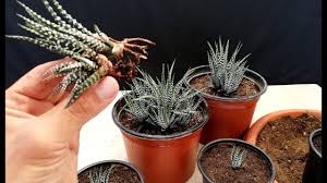 Keep the soil damp by misting 14. How To Propagate Zebra Plant Very Easy Haworthia Youtube