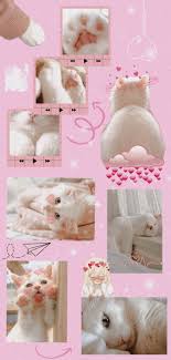  16 Ide Wallpaper Kucing Di 2021 Bayi Kucing Anak Kucing Menggemaskan Kucing Bayi