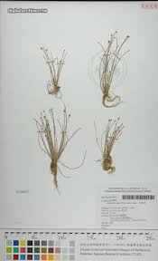 Image result for Bulbostylis densa