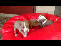 Jul 21, 2021 · famous pitbull names. Red Nose Pitbull Puppies Full Blooded For Sale 250 Brindle Female Pit Puppy 706 528 0513 Youtube