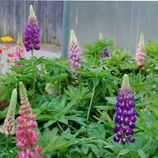 Image result for Lupinus