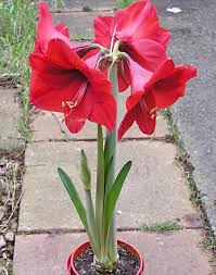 Sui toni del giallo composizione di lunga. Hippeastrum Amaryllidaceae Come Curare E Coltivare Le Piante Di Hippeastrum