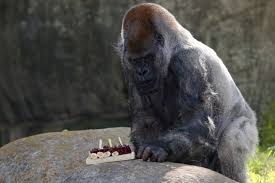 Image result for Ozoroa homblei